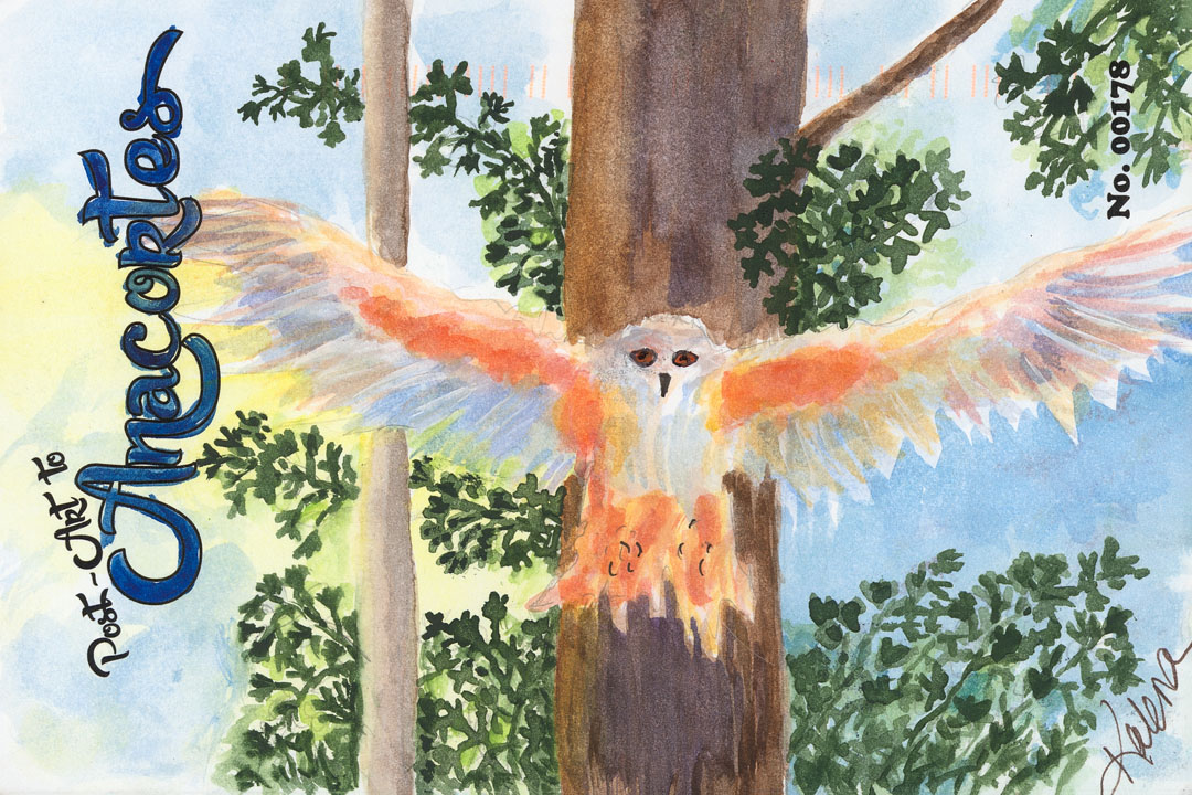Owl flying down from a tree with wings outspread across the whole post card.
