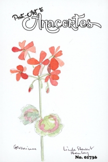 Illustration of red Geranium flowers with two leaves.